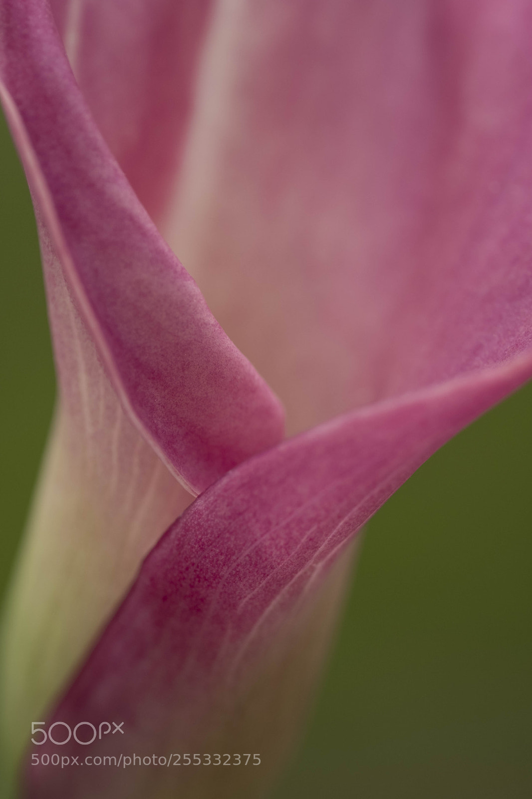 Fujifilm X-T2 sample photo. Calla photography