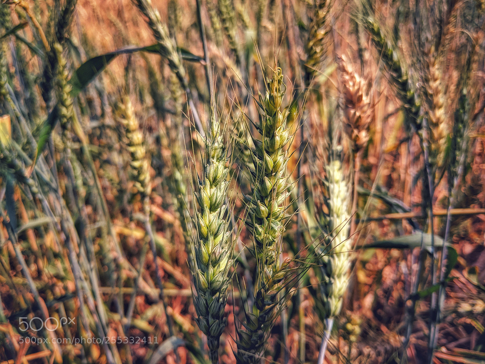 Google Pixel 2 XL sample photo. Grain photography
