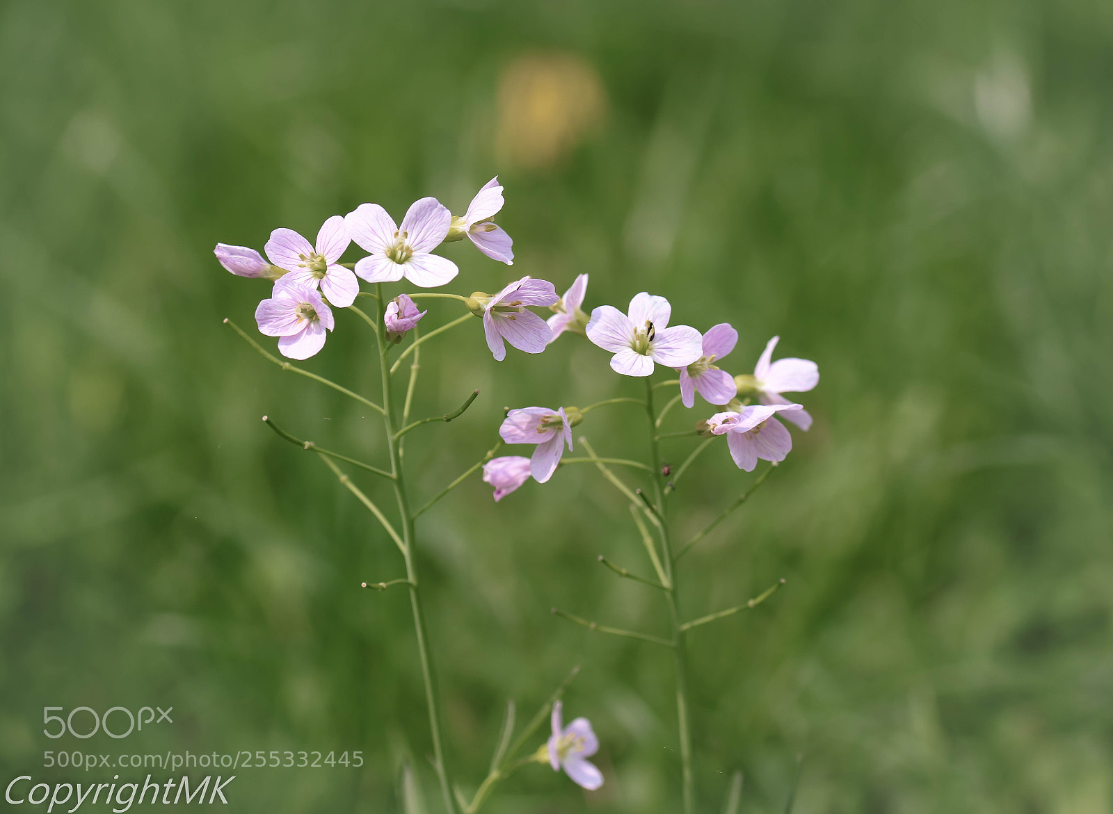 Canon EOS M3 sample photo. Wiesenschaumkraut photography