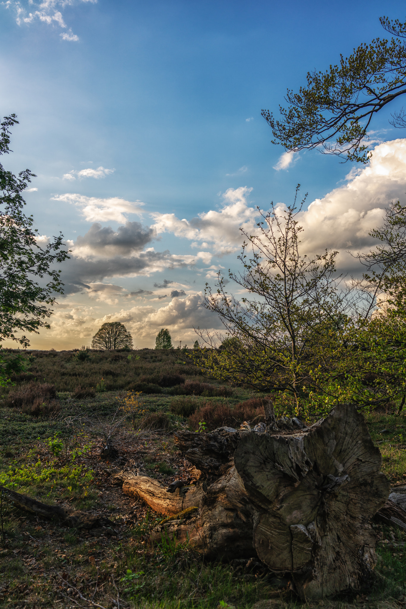 Sony Cyber-shot DSC-RX1R II sample photo. Dutch landscape photography
