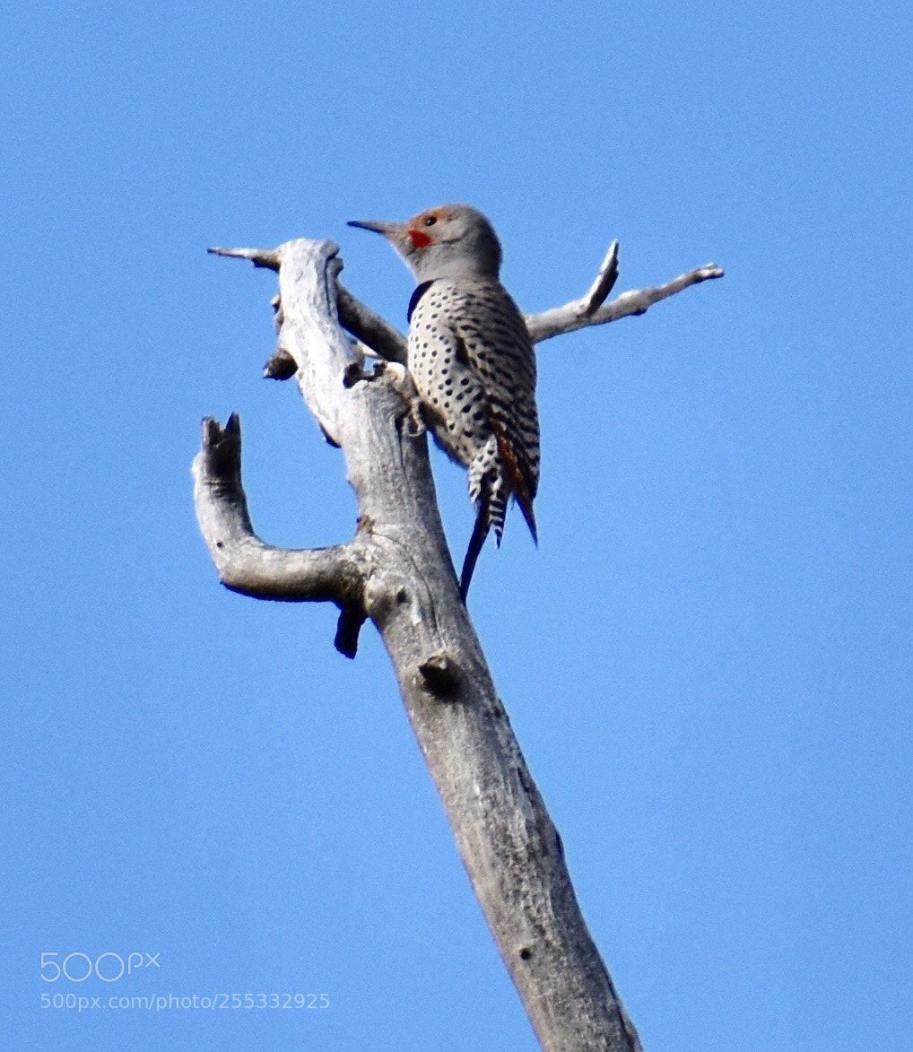 Nikon D3400 sample photo. Northern flicker  photography