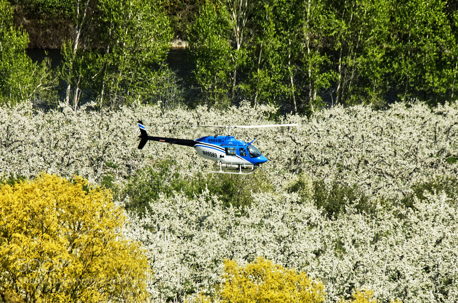 Nikon D7200 sample photo. Pear pollination by helicopter photography