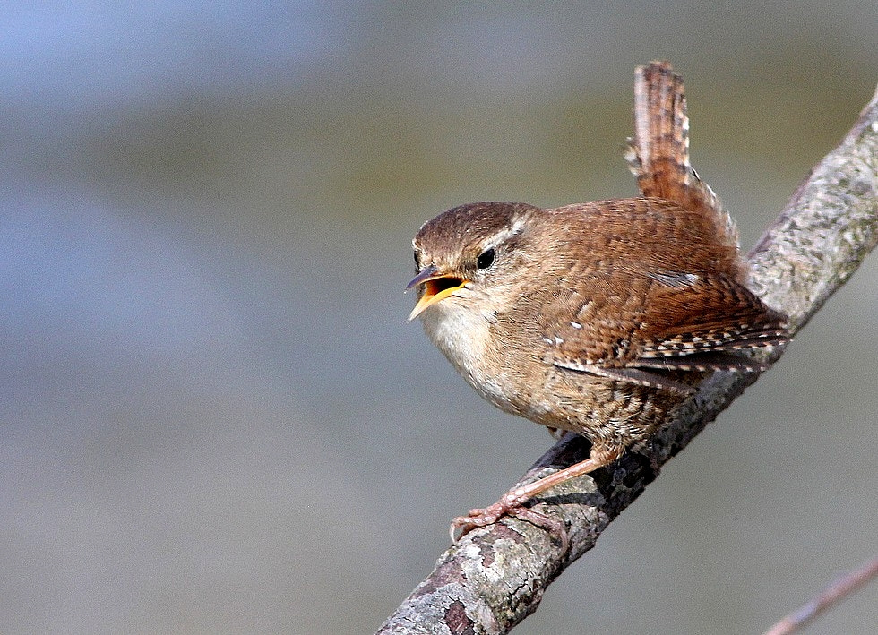 Canon EOS 60D + Canon EF 400mm F5.6L USM sample photo. Troglodyte mignon troglodytes troglodytes - eurasi photography