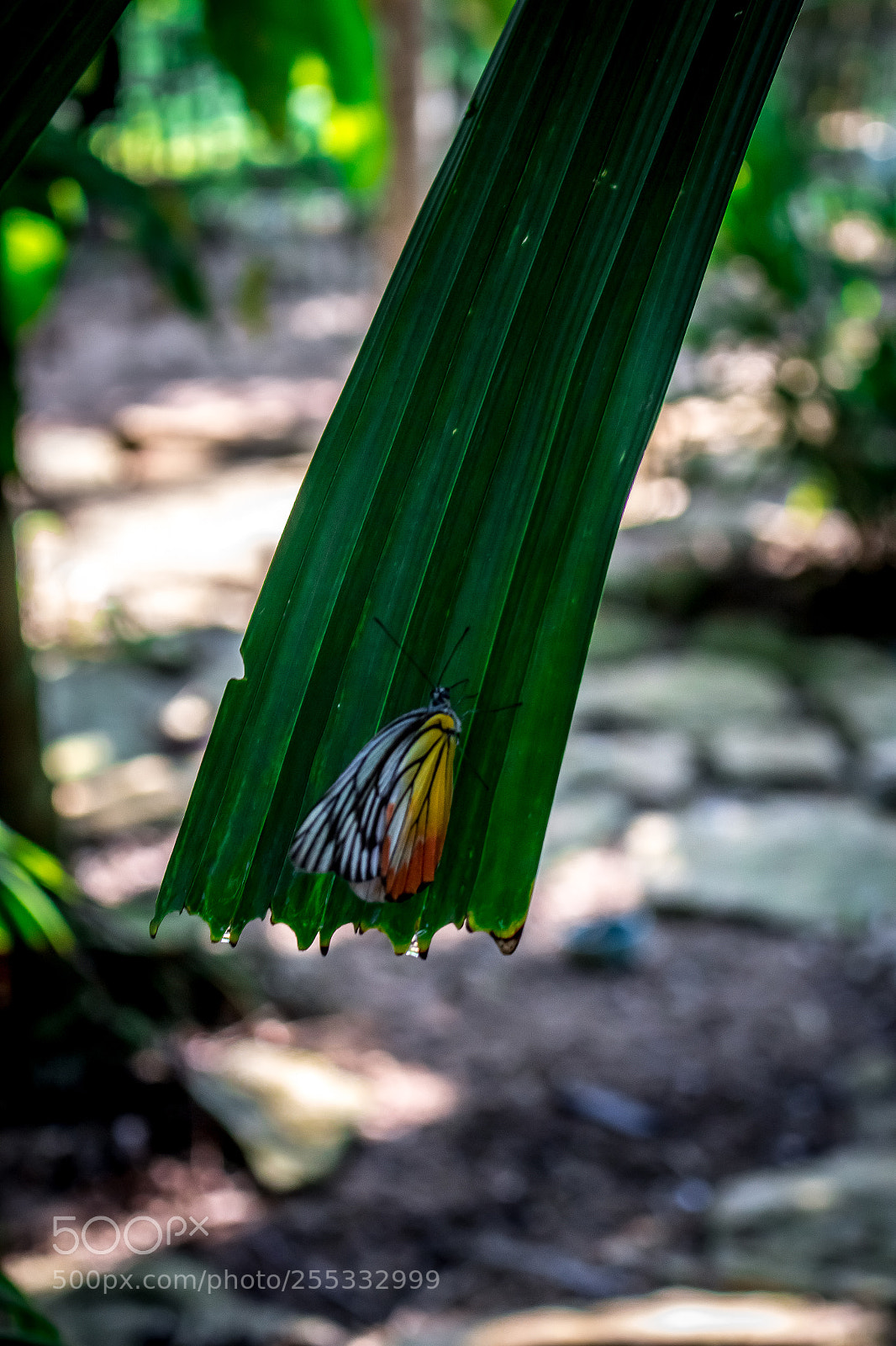 Canon EOS 700D (EOS Rebel T5i / EOS Kiss X7i) sample photo. Butterfly photography