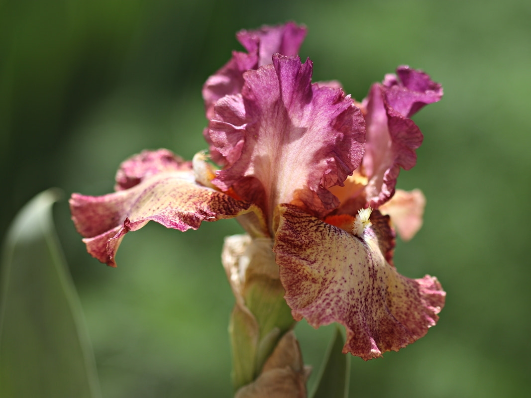 Canon EF 100mm F2.8 Macro USM sample photo. Ирис сорт bricles photography