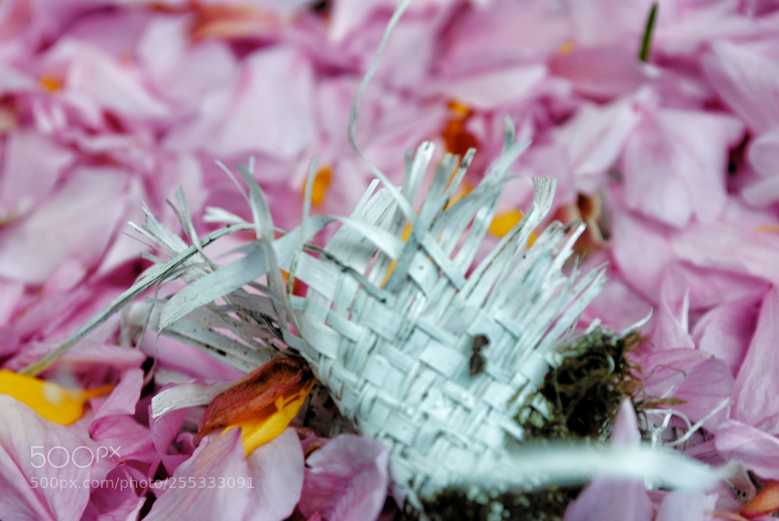 Nikon D3000 sample photo. Close up photography