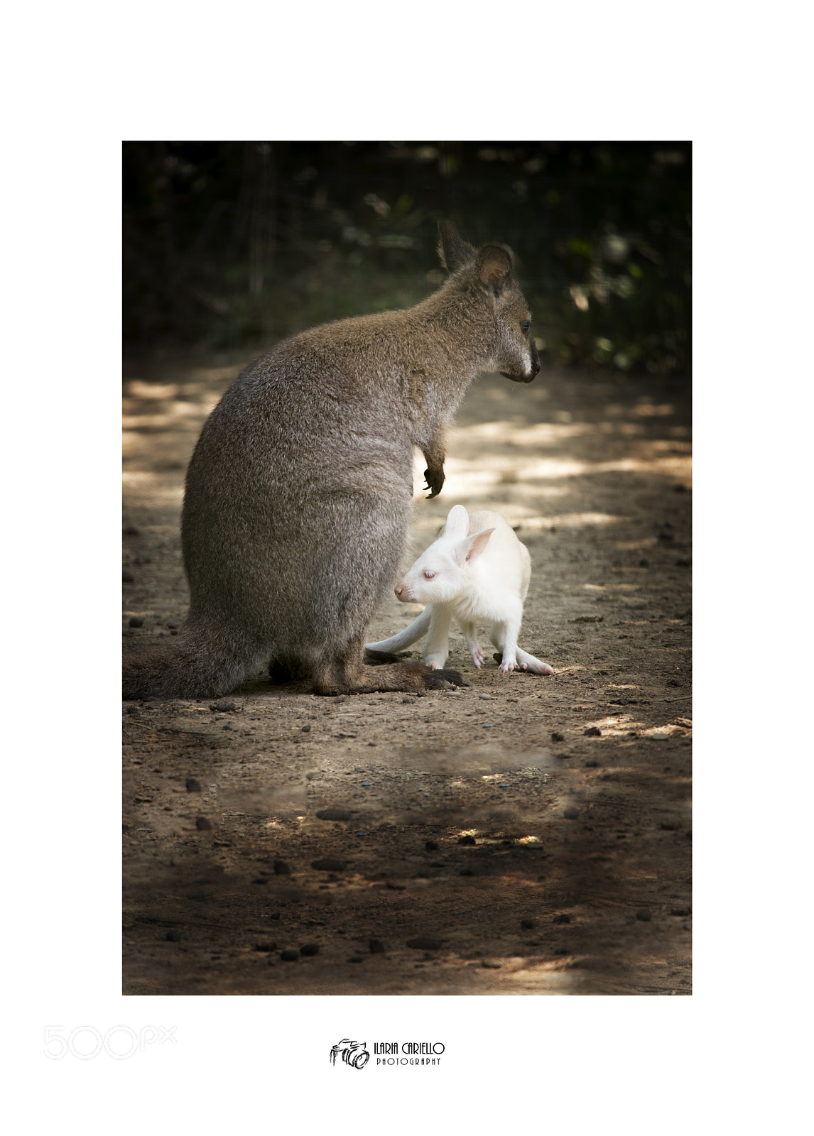 Canon EOS 6D Mark II sample photo. Baby albino kangaroo photography