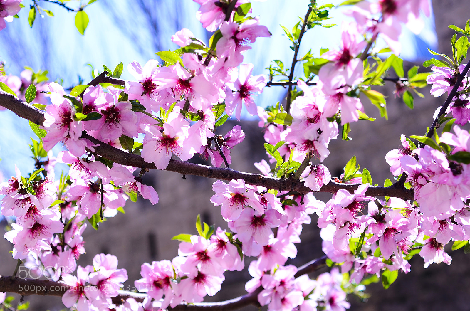 Nikon D7000 sample photo. Aze photography