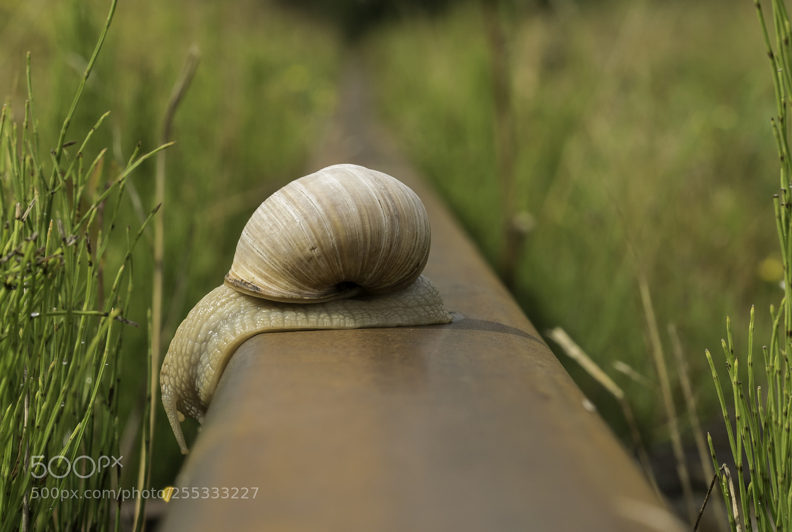 Nikon D5300 sample photo. Snail on the railroad photography