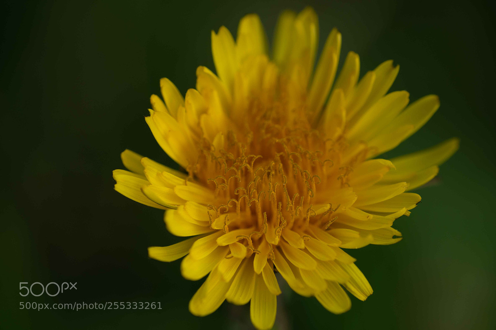 Nikon D7500 sample photo. Dandelion photography