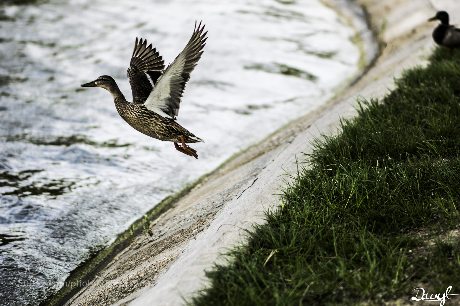 Nikon D3300 sample photo. Duck photography