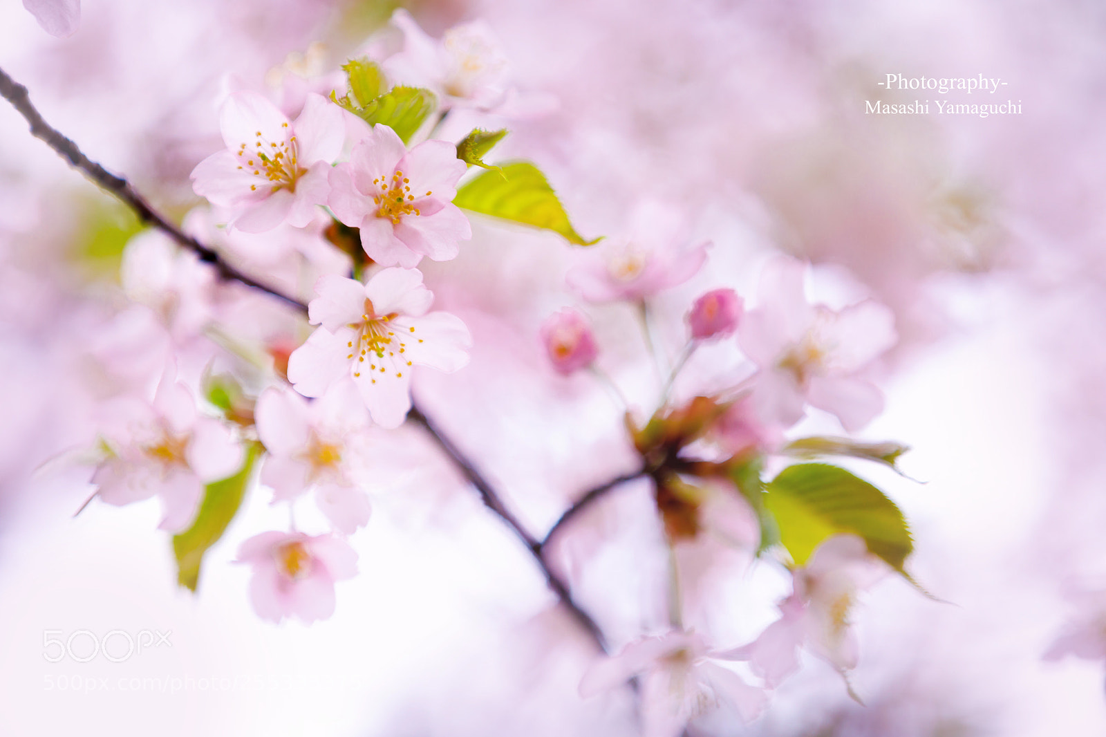 Canon EOS 5D Mark IV sample photo. Untitled photography