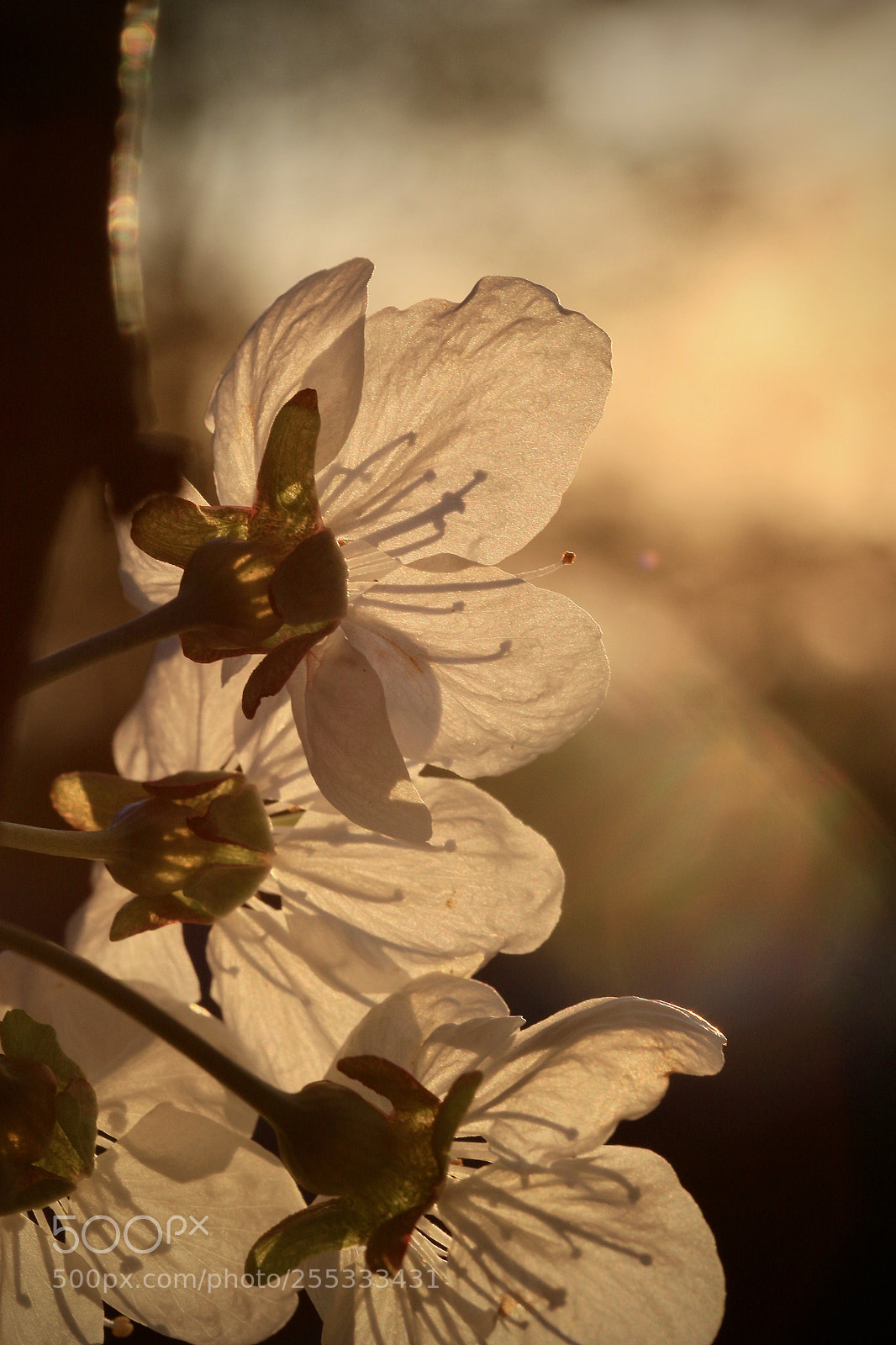 Canon EOS 7D Mark II sample photo. Kirschblüte photography