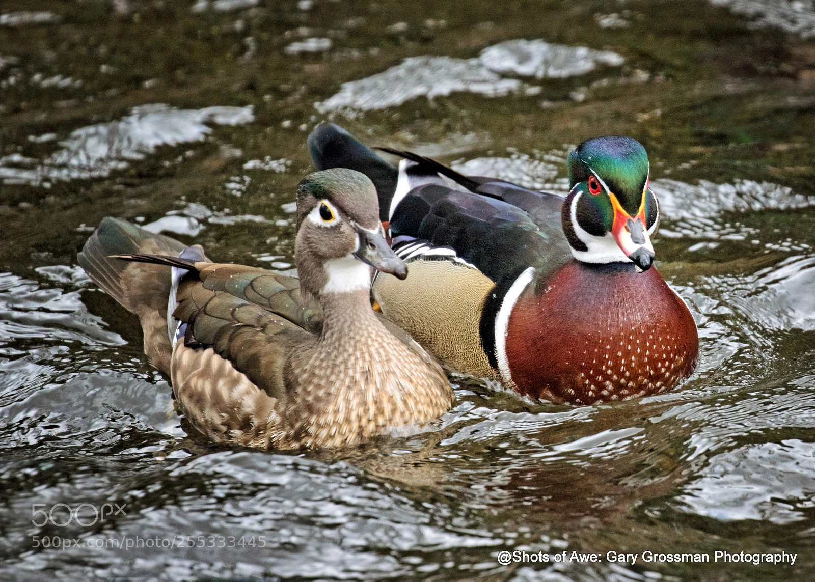 Canon EOS 7D Mark II sample photo. So happy together photography