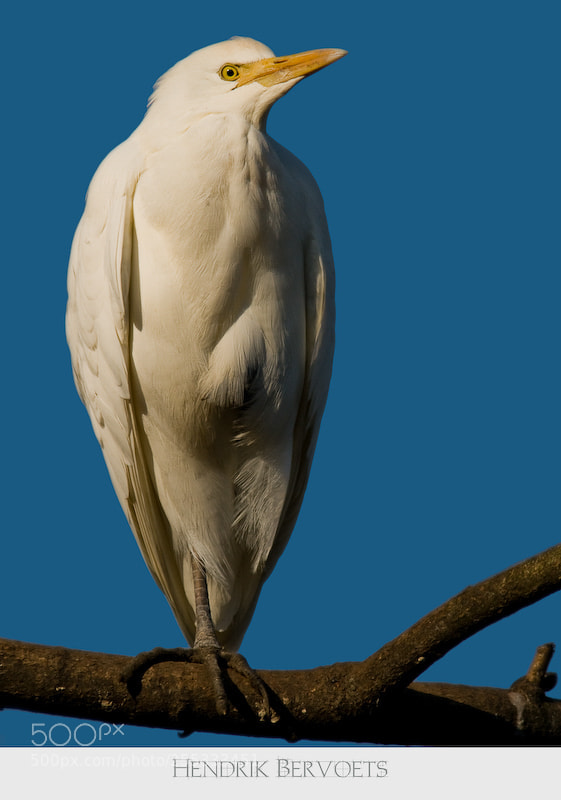 Nikon D300 sample photo. White on blue photography