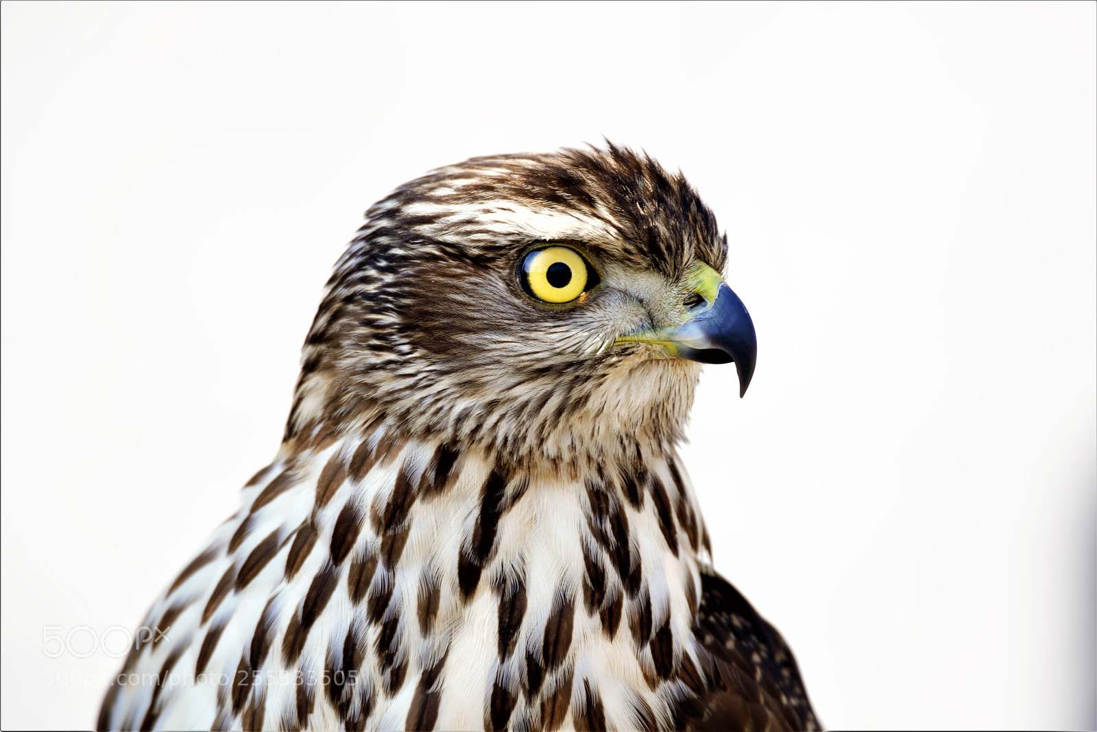 Nikon D800 sample photo. Stary eye. photography