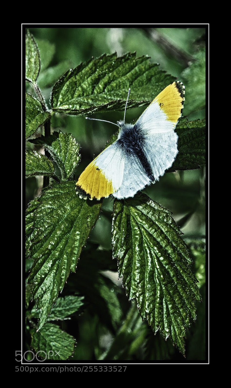 Olympus OM-D E-M5 II sample photo. Orange tip butterfly photography