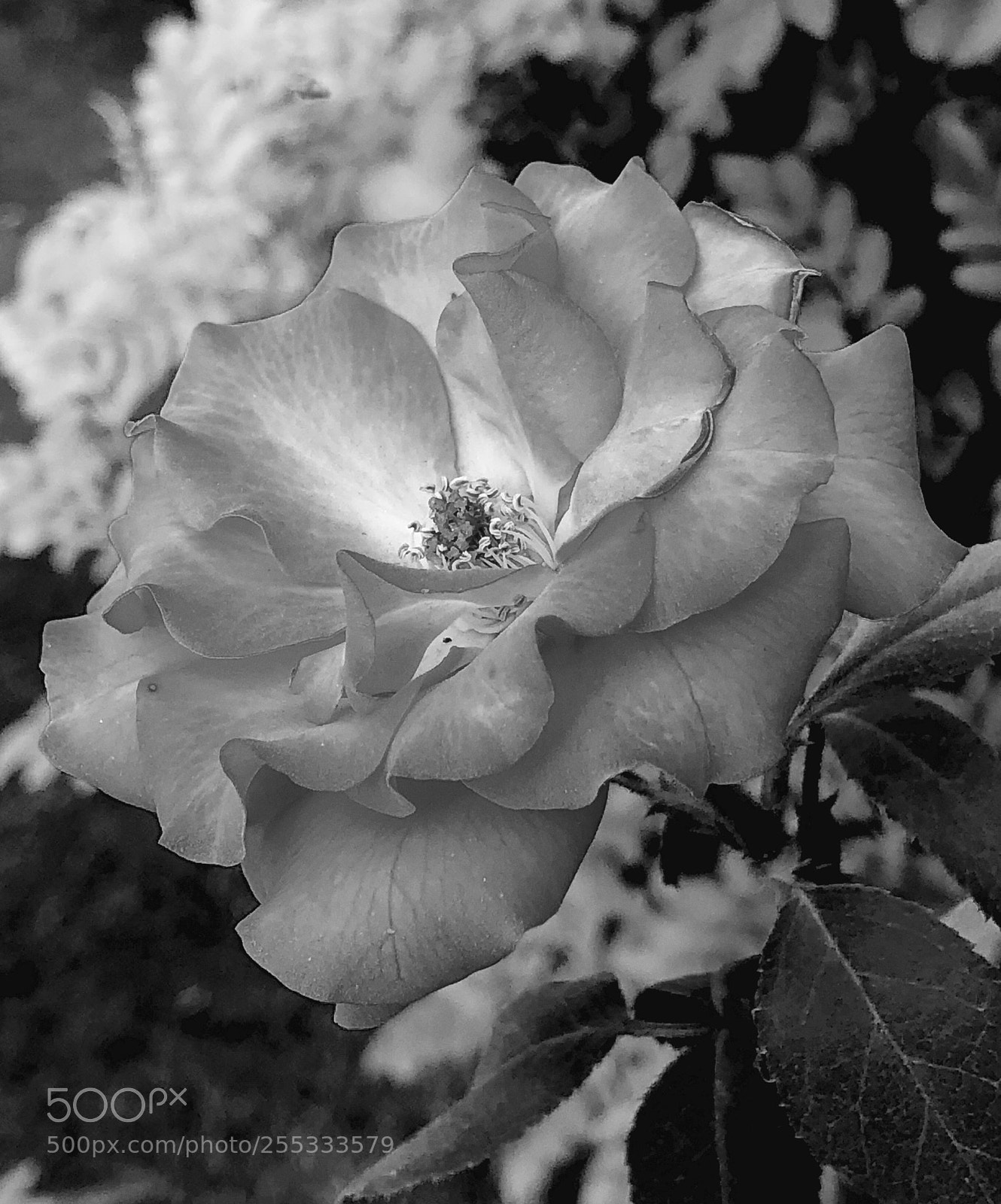 Apple iPhone X sample photo. Life in black & white photography