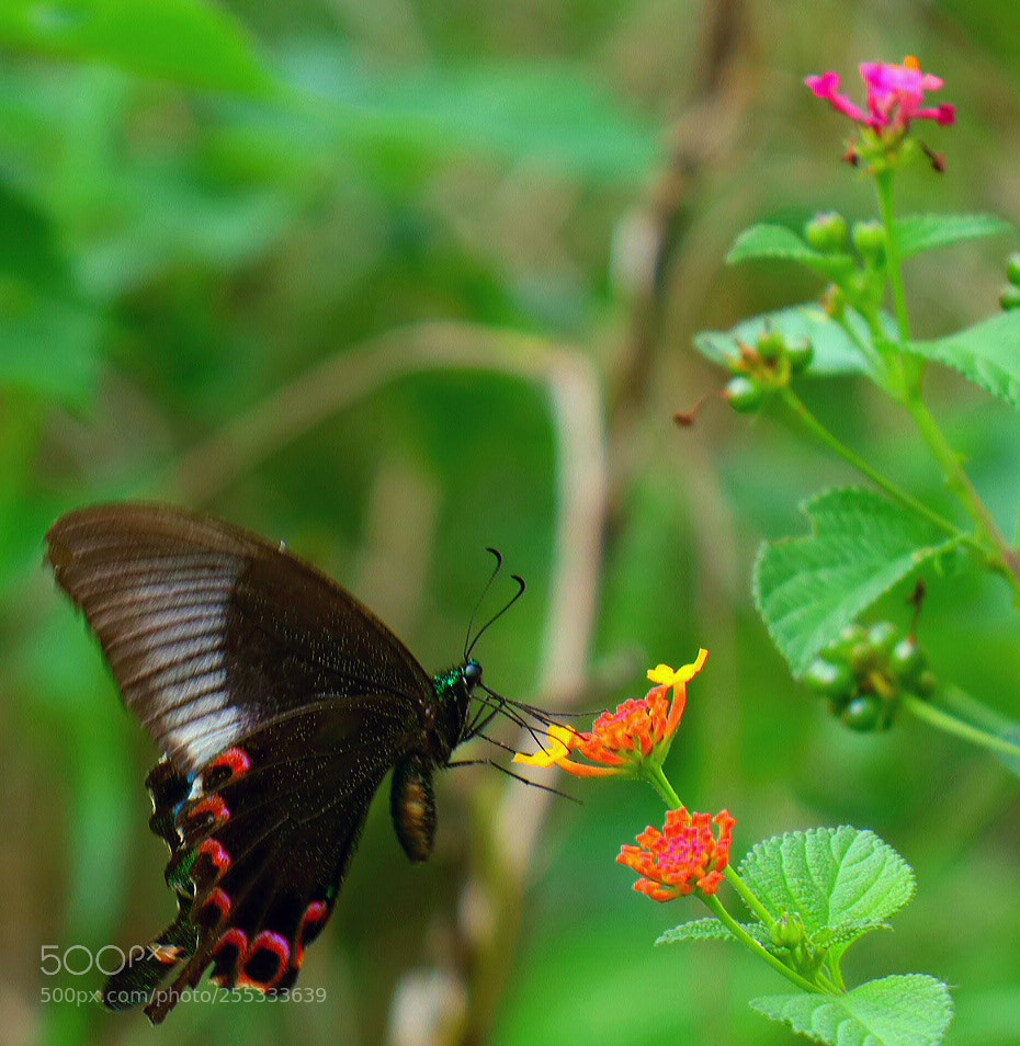 Canon EOS M5 sample photo. Butterfly and flowers photography