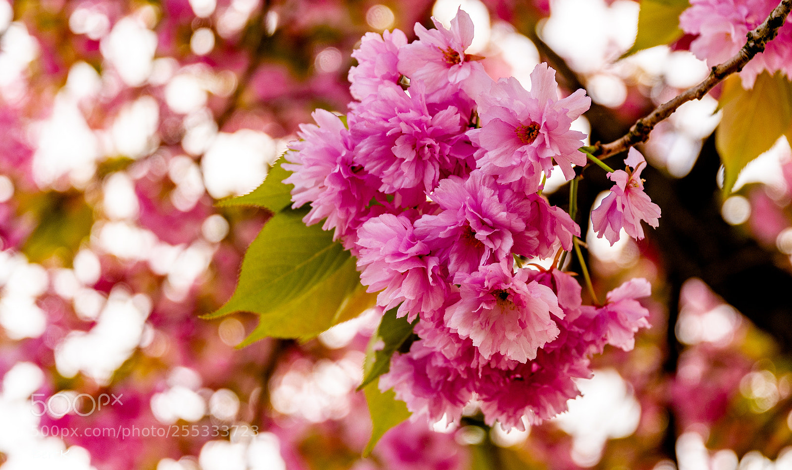 Nikon D500 sample photo. Japanese flowering cherry photography