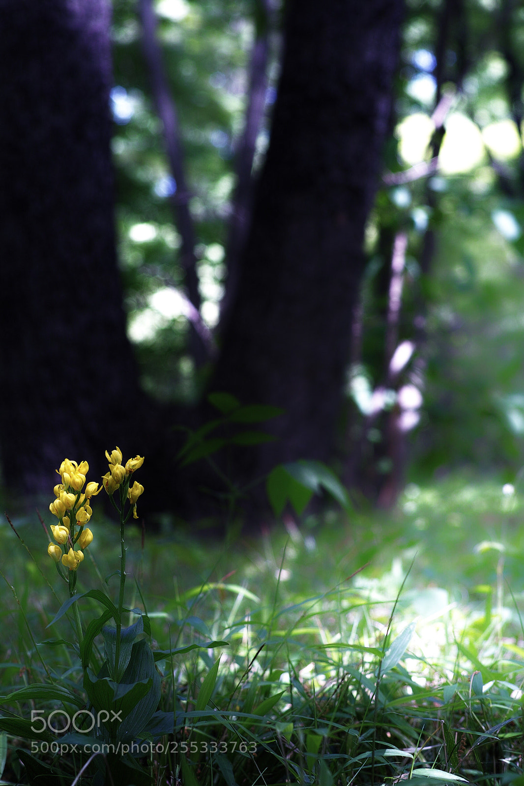 Sigma DP3 Merrill sample photo. Golden orchids  photography