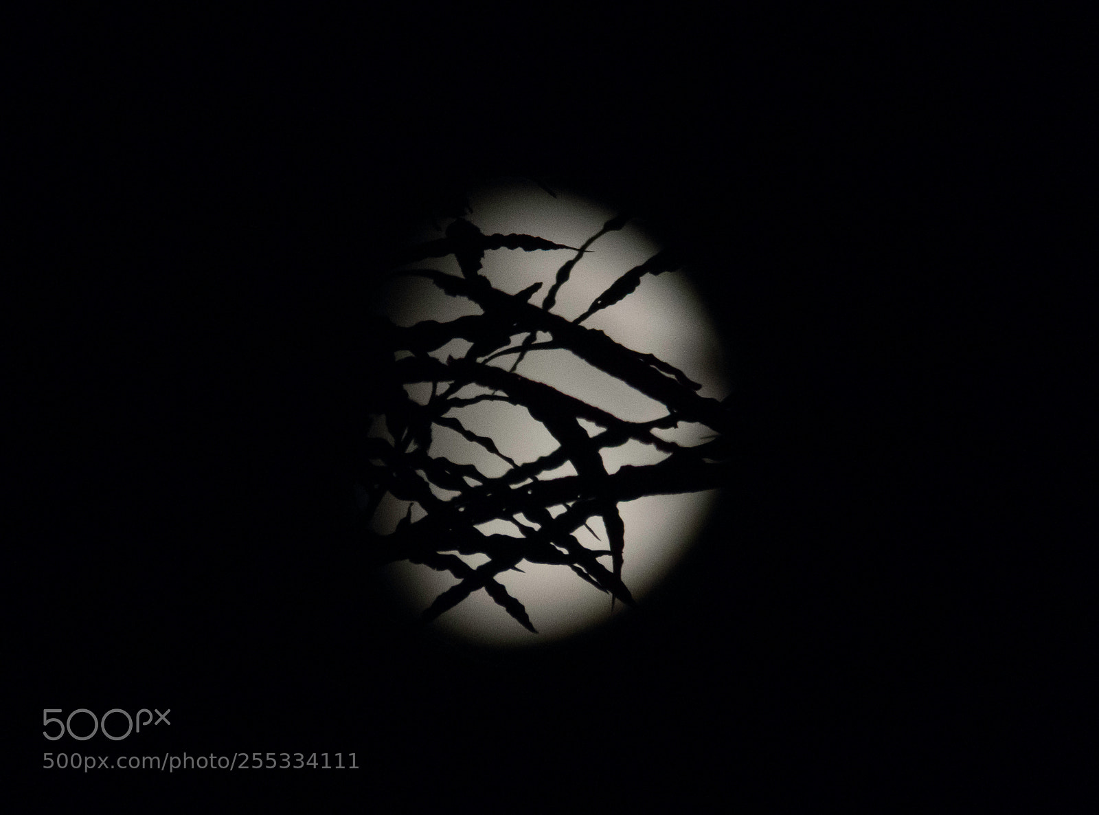 Canon PowerShot SX60 HS sample photo. Moon o photography