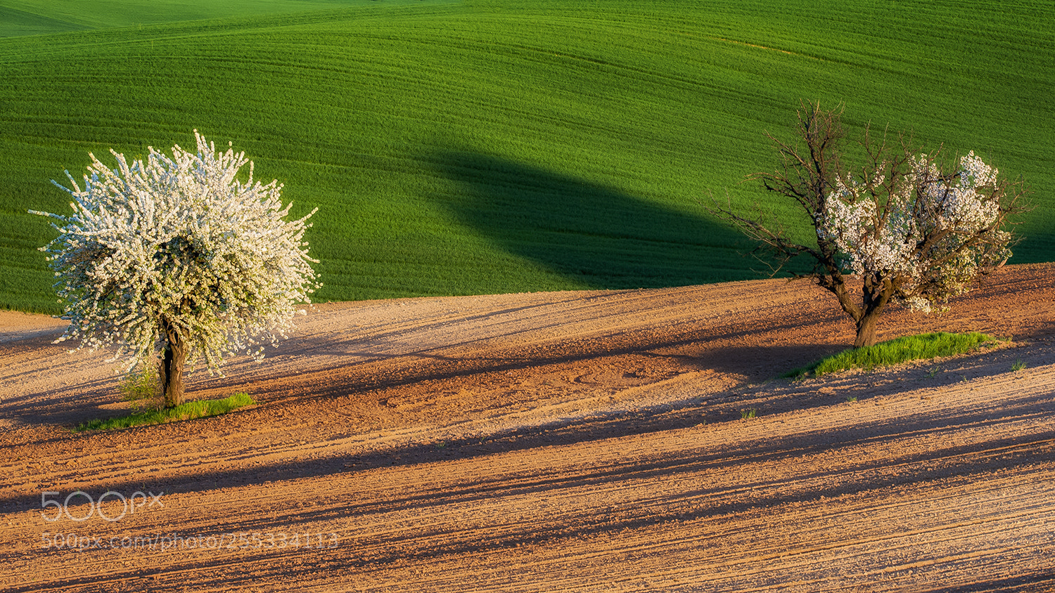 Nikon D700 sample photo. Trees in the sunset photography