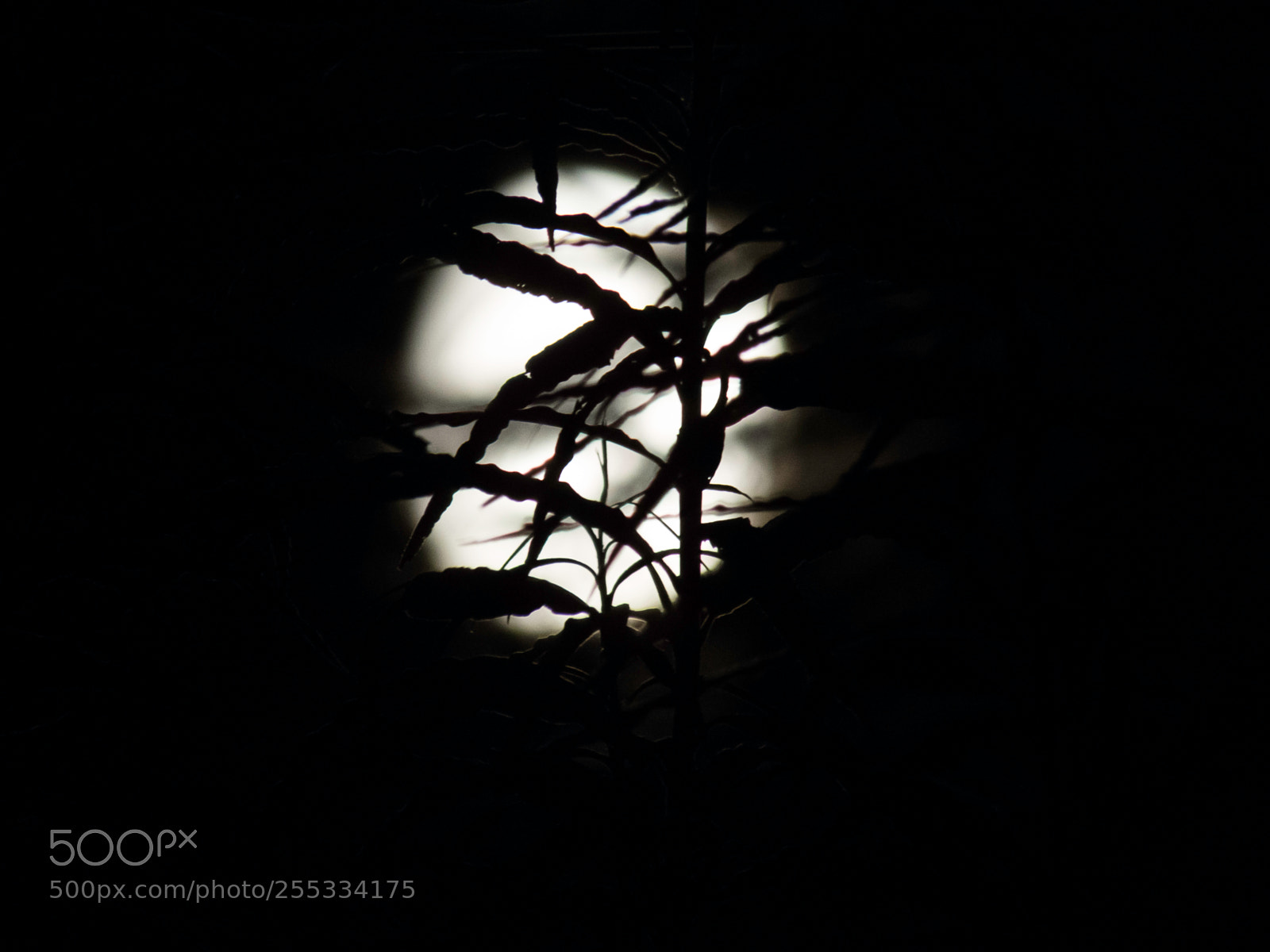 Canon PowerShot SX60 HS sample photo. Moon o photography