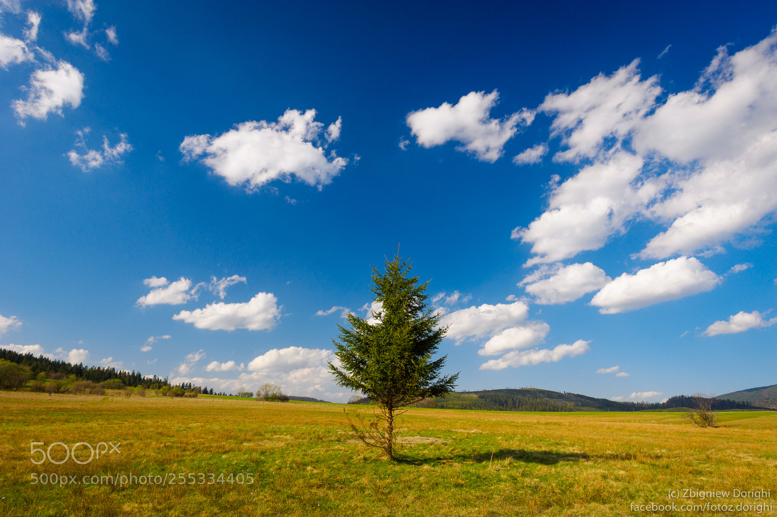 Nikon D700 sample photo. Lonely tree photography