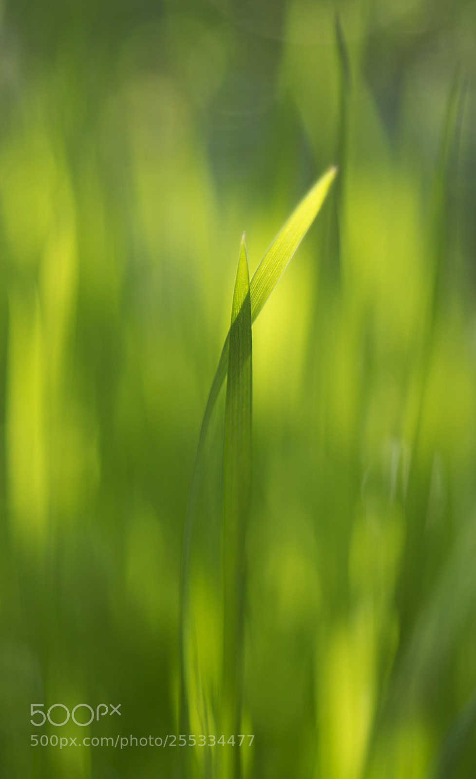 Nikon D610 sample photo. Grass photography