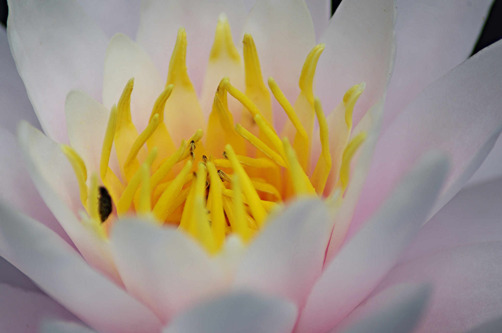 Tamron AF 70-300mm F4-5.6 LD Macro 1:2 sample photo. Nymphaea photography