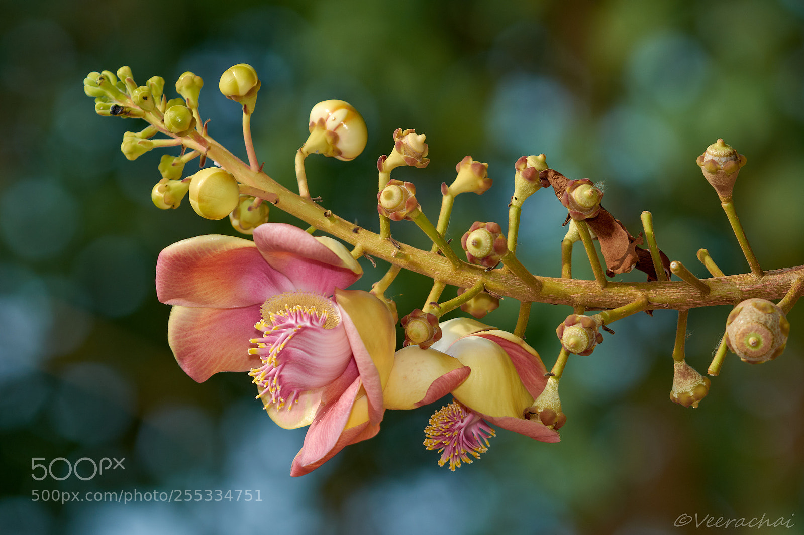 Nikon D7200 sample photo. Cannonball tree flowers photography