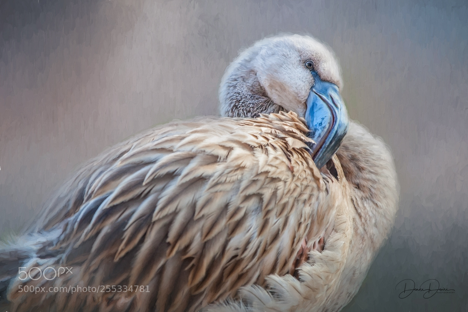 Canon EOS 5D Mark II sample photo. Artistic flamingo photography