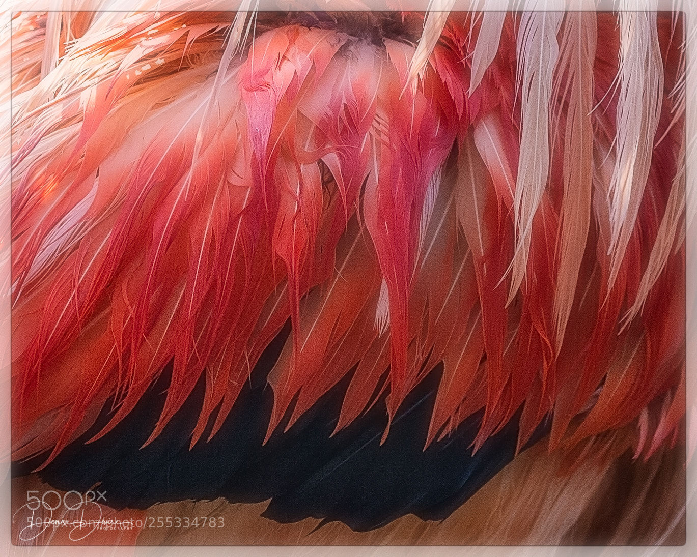 Canon EOS 5D Mark II sample photo. Feathers photography