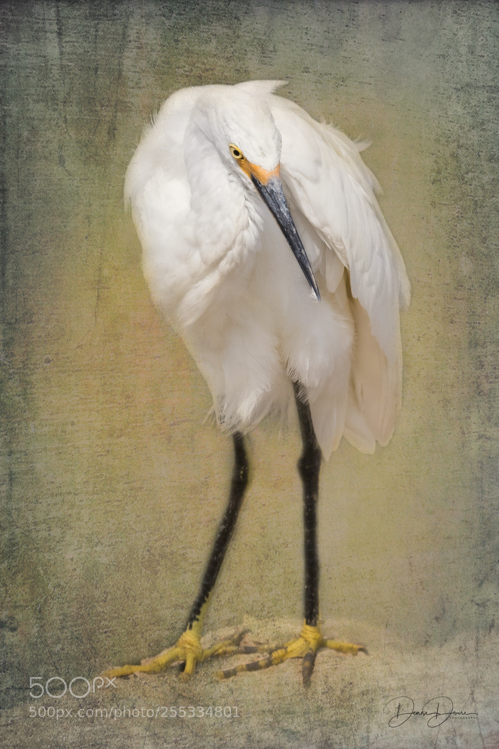 Canon EOS 7D Mark II sample photo. Snowy egret photography