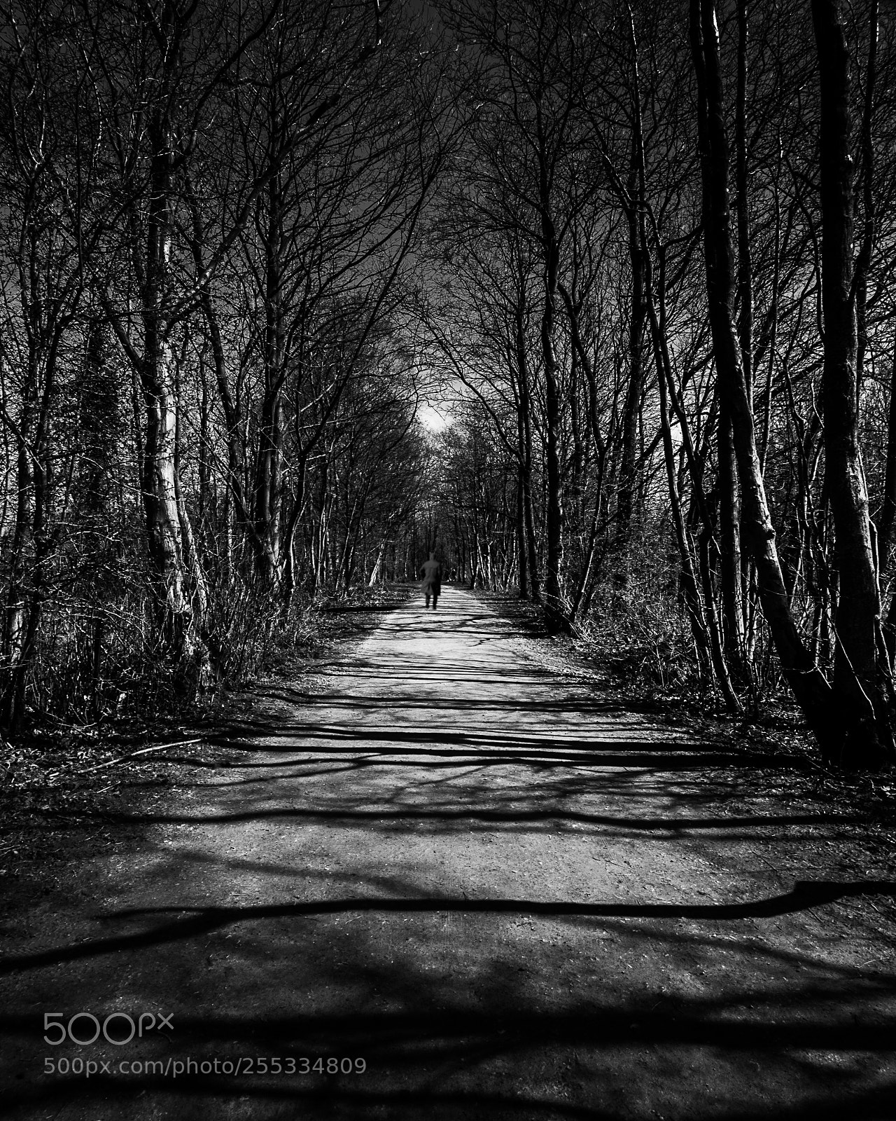 Nikon D3300 sample photo. La sombra del bosque photography