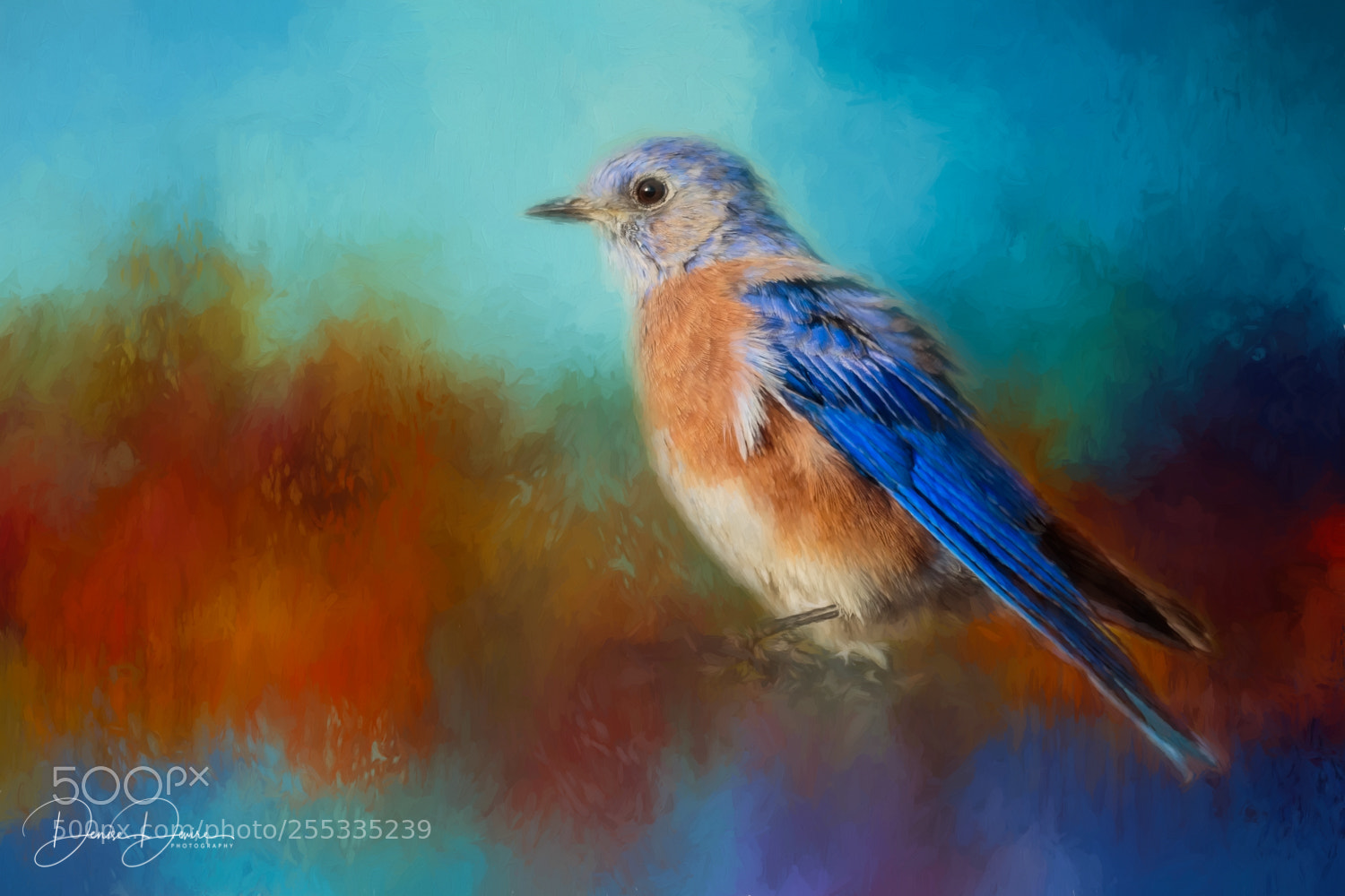 Canon EOS 7D Mark II sample photo. Western bluebird photography