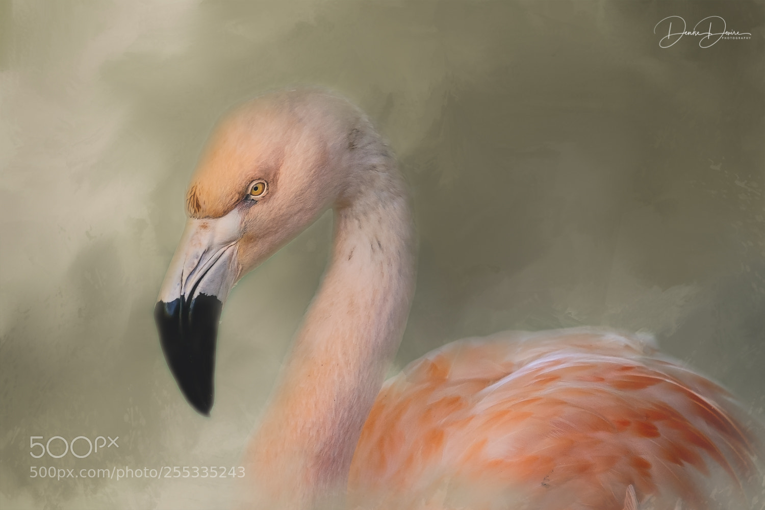 Fujifilm X-T1 sample photo. Pink flamingo photography