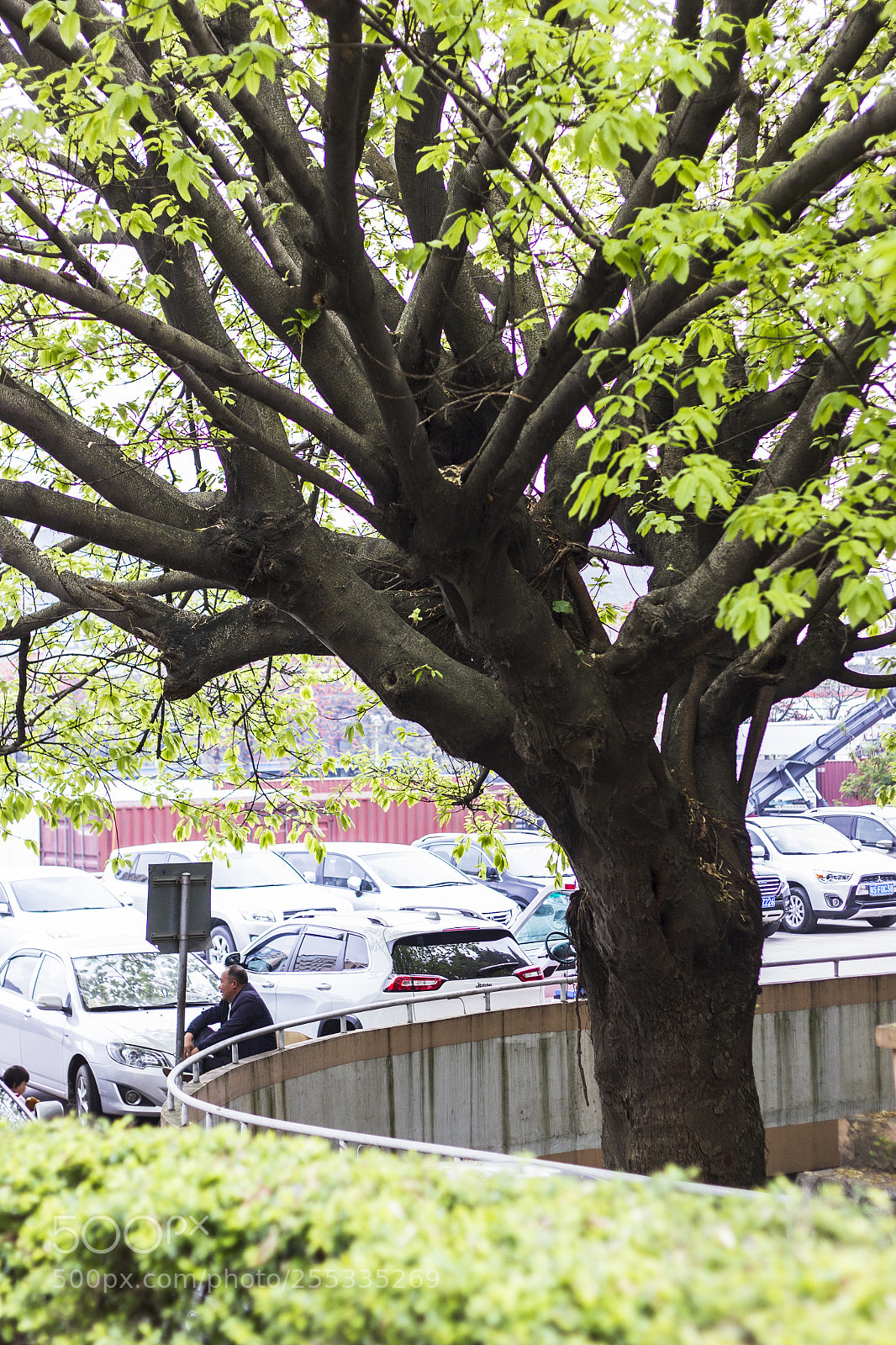 Canon EOS 7D sample photo. Tree photography