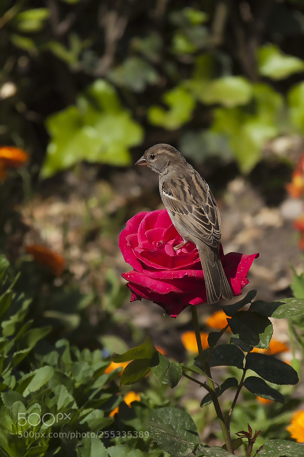 Canon EOS 450D (EOS Rebel XSi / EOS Kiss X2) sample photo. Aves y rosas photography