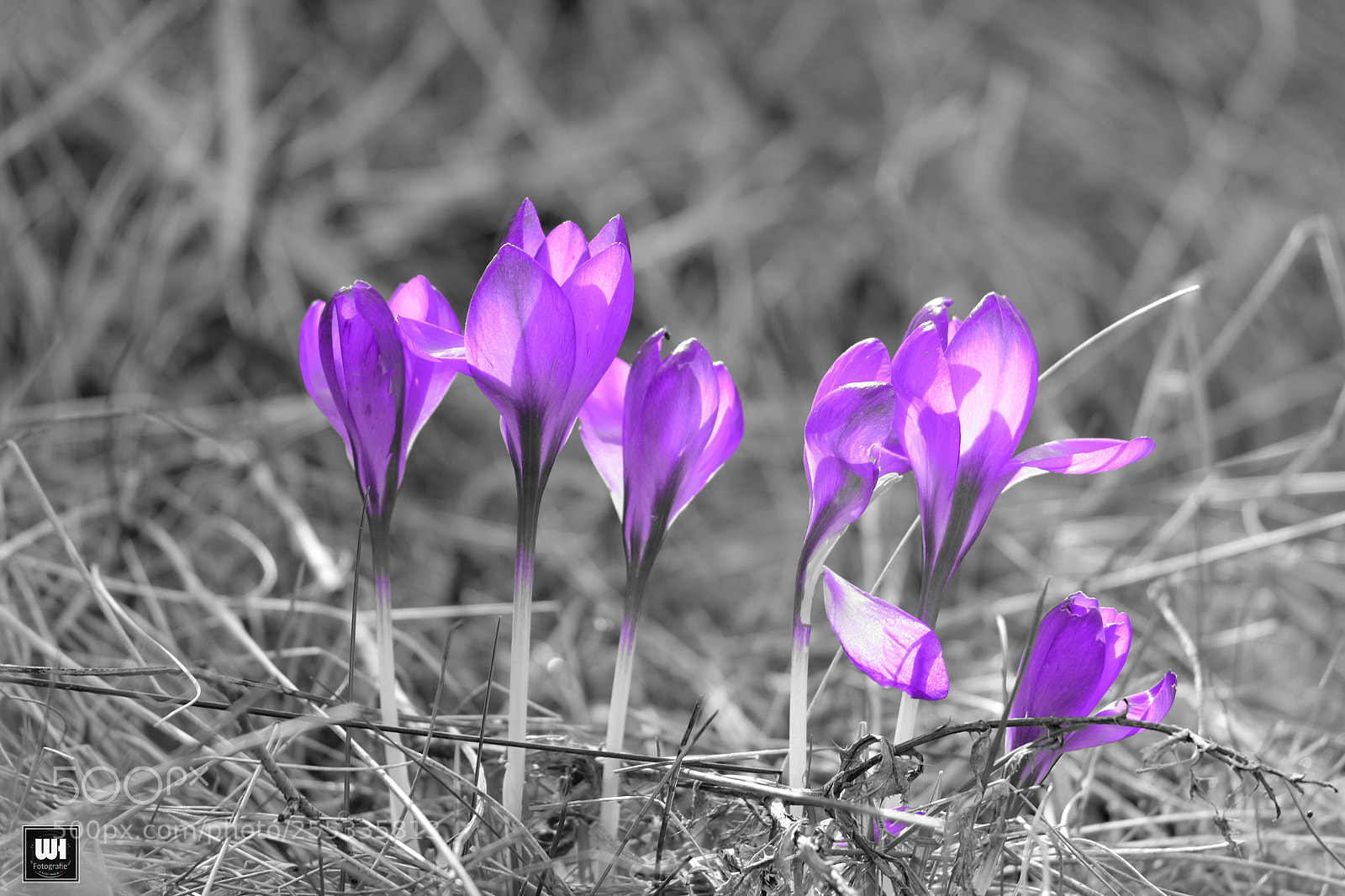 Fujifilm X-T10 sample photo. Crocus photography