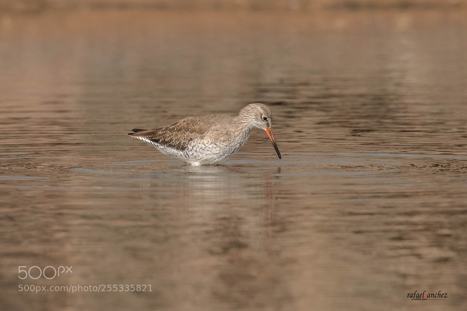 Canon EOS 5D Mark IV sample photo. Archibebe  - common redshank photography