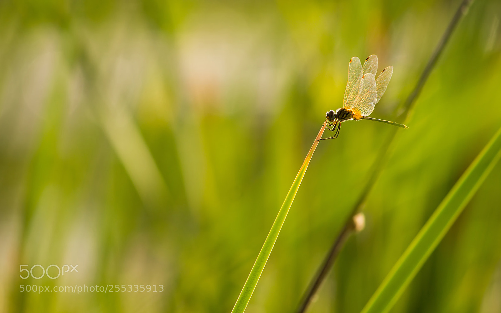 Canon EOS 1200D (EOS Rebel T5 / EOS Kiss X70 / EOS Hi) sample photo. A dragonfly playing nature's photography
