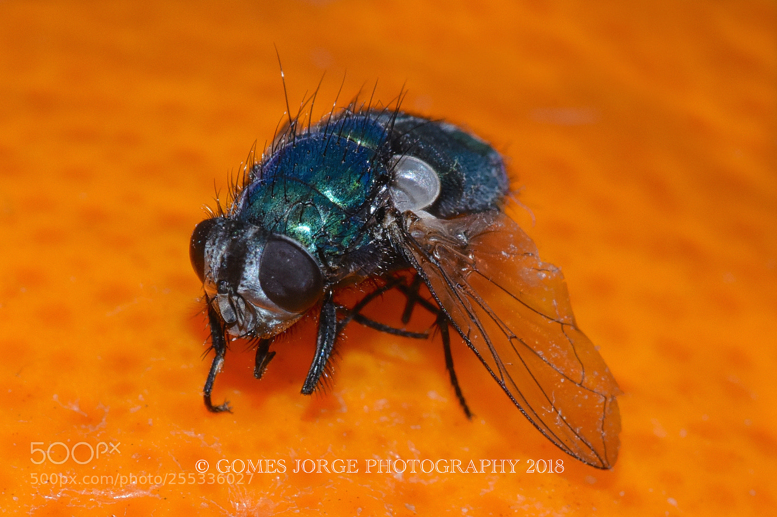 Nikon D810 sample photo. Orange fly photography