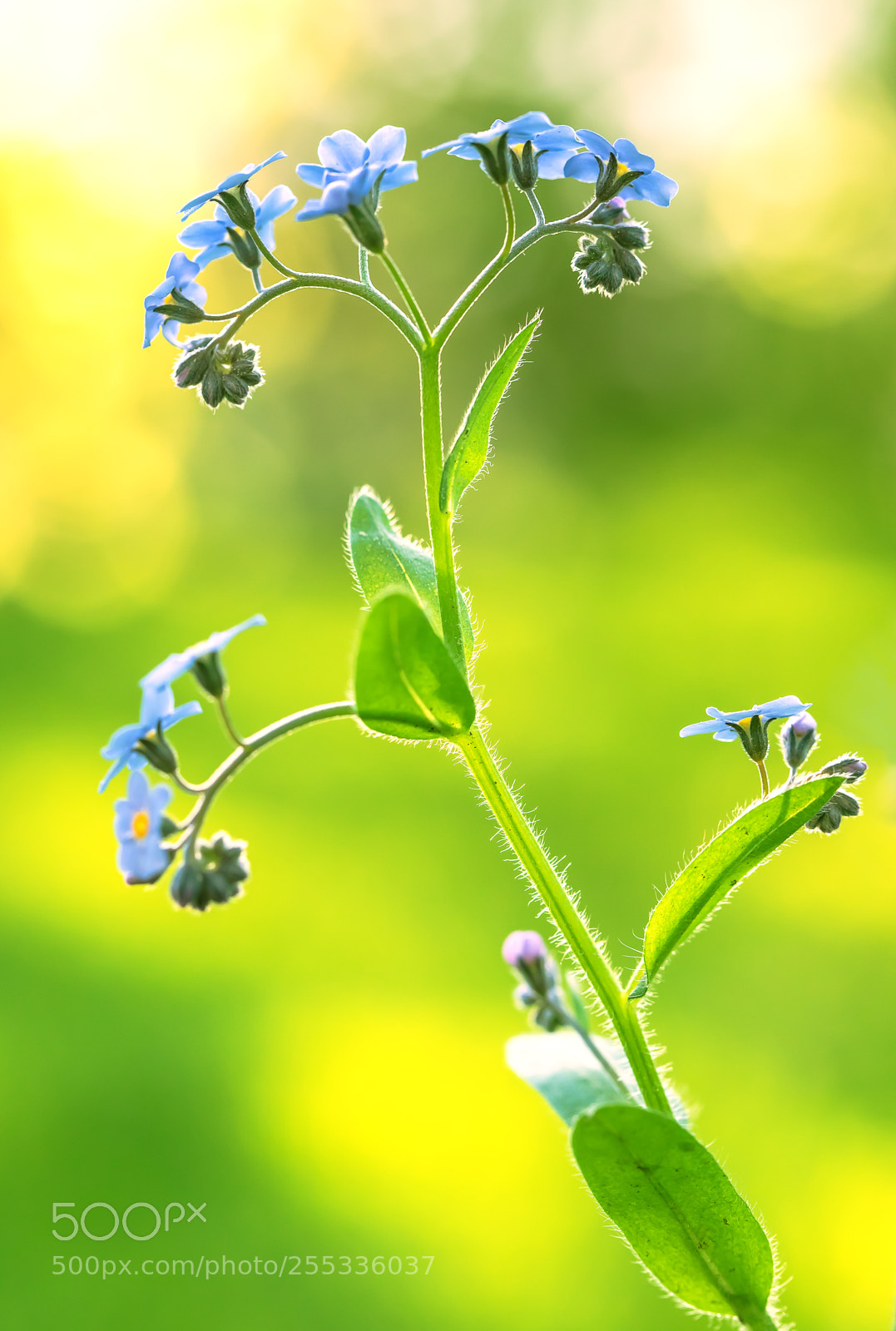 Canon EOS 5D Mark IV sample photo. Myosotis - vergissmeinnicht photography
