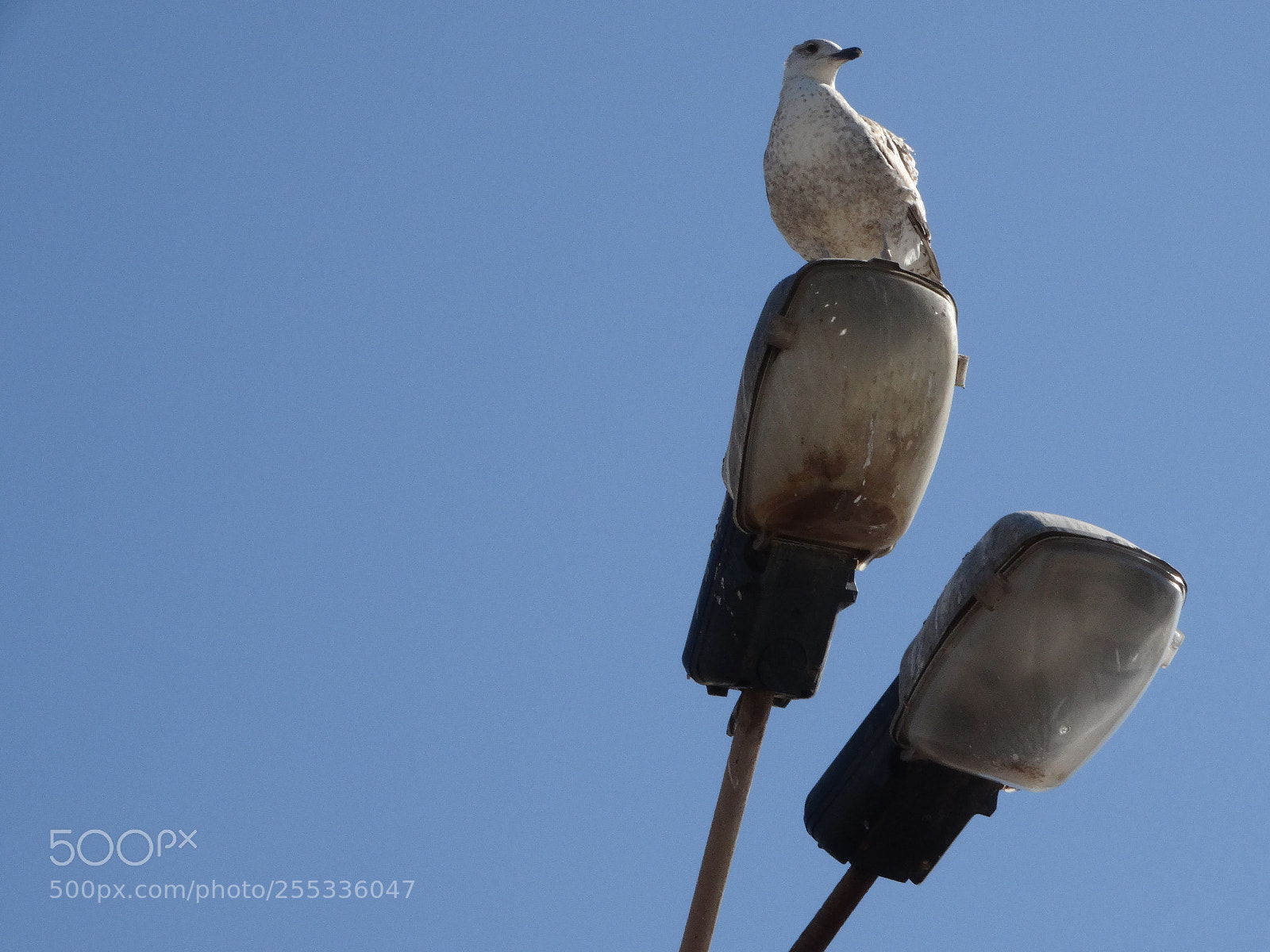 Sony Cyber-shot DSC-HX300 sample photo. Seagull photography