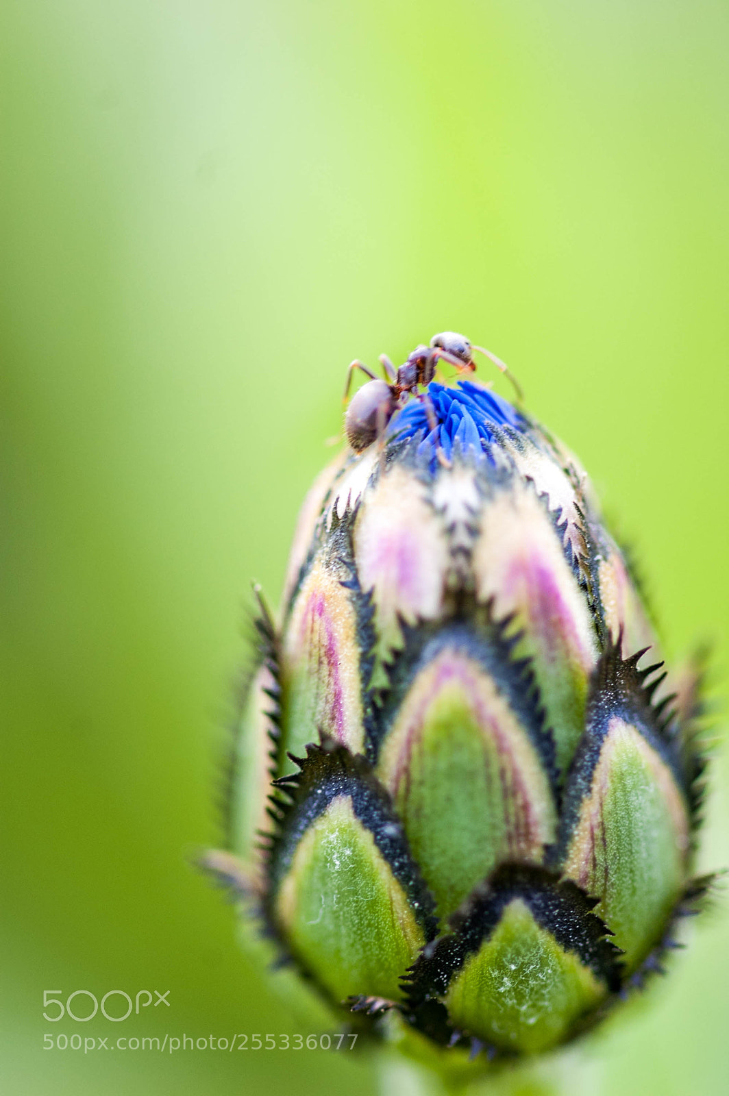 Nikon D50 sample photo. On the top photography