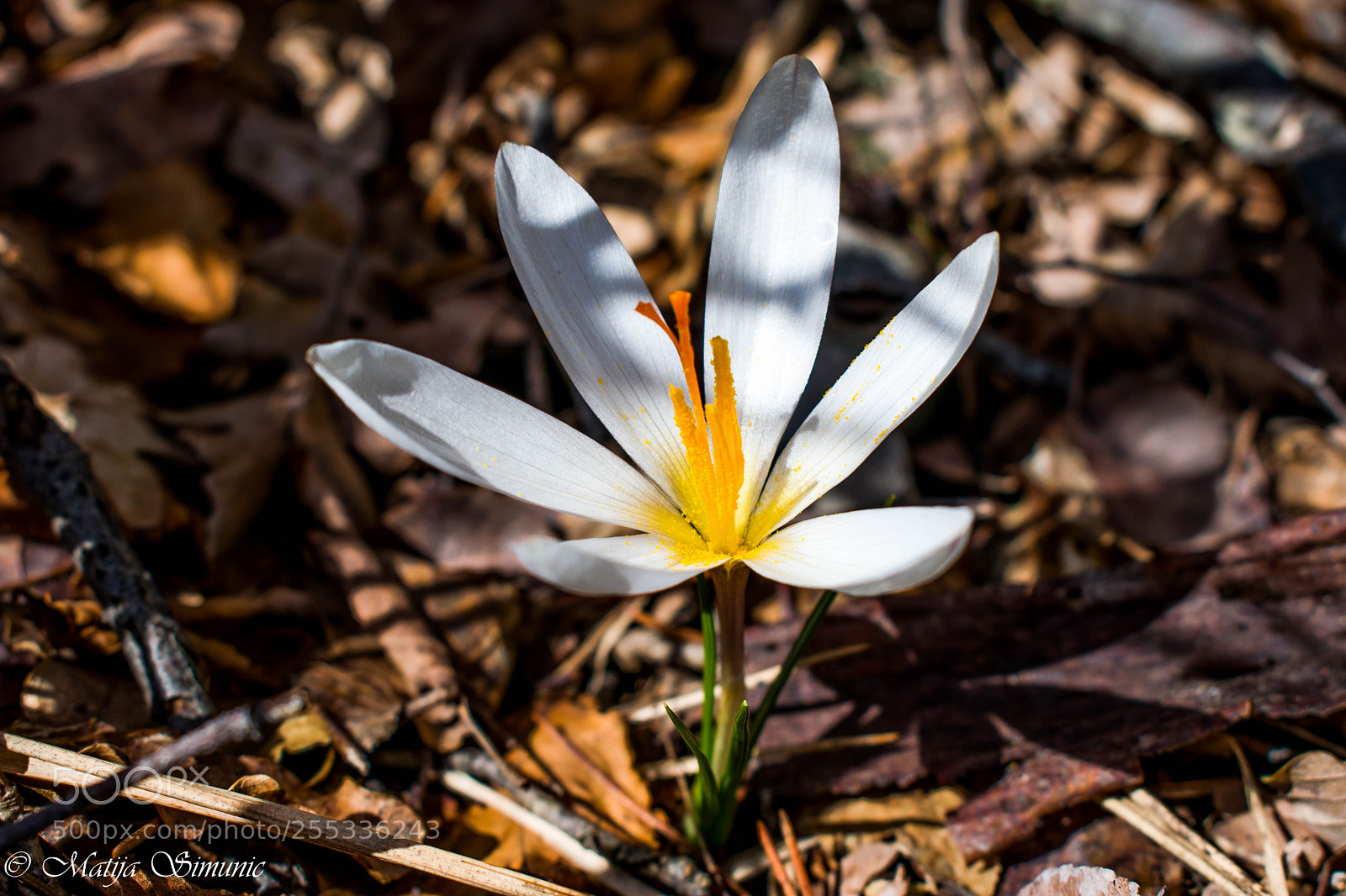 Nikon D5300 sample photo. White beauty photography