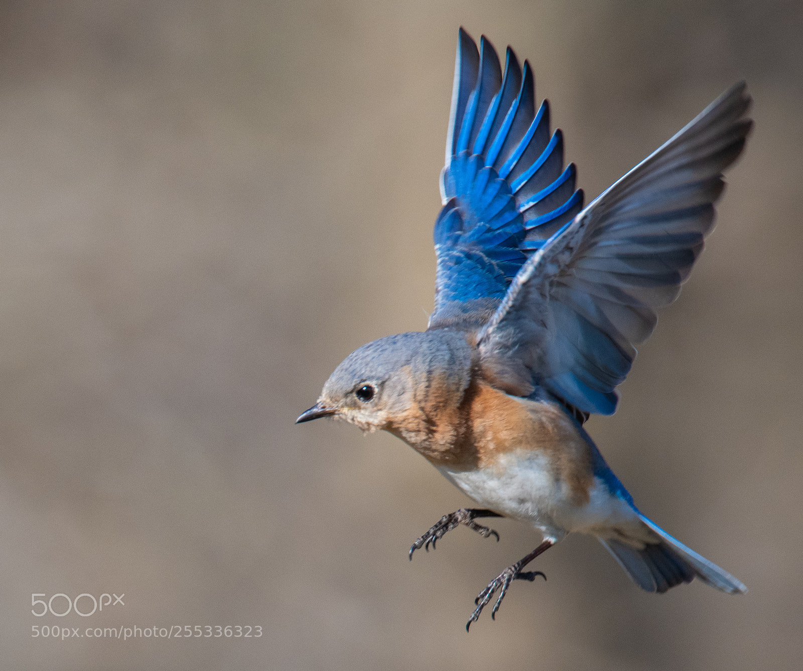Nikon D850 sample photo. Bluebird 1 photography