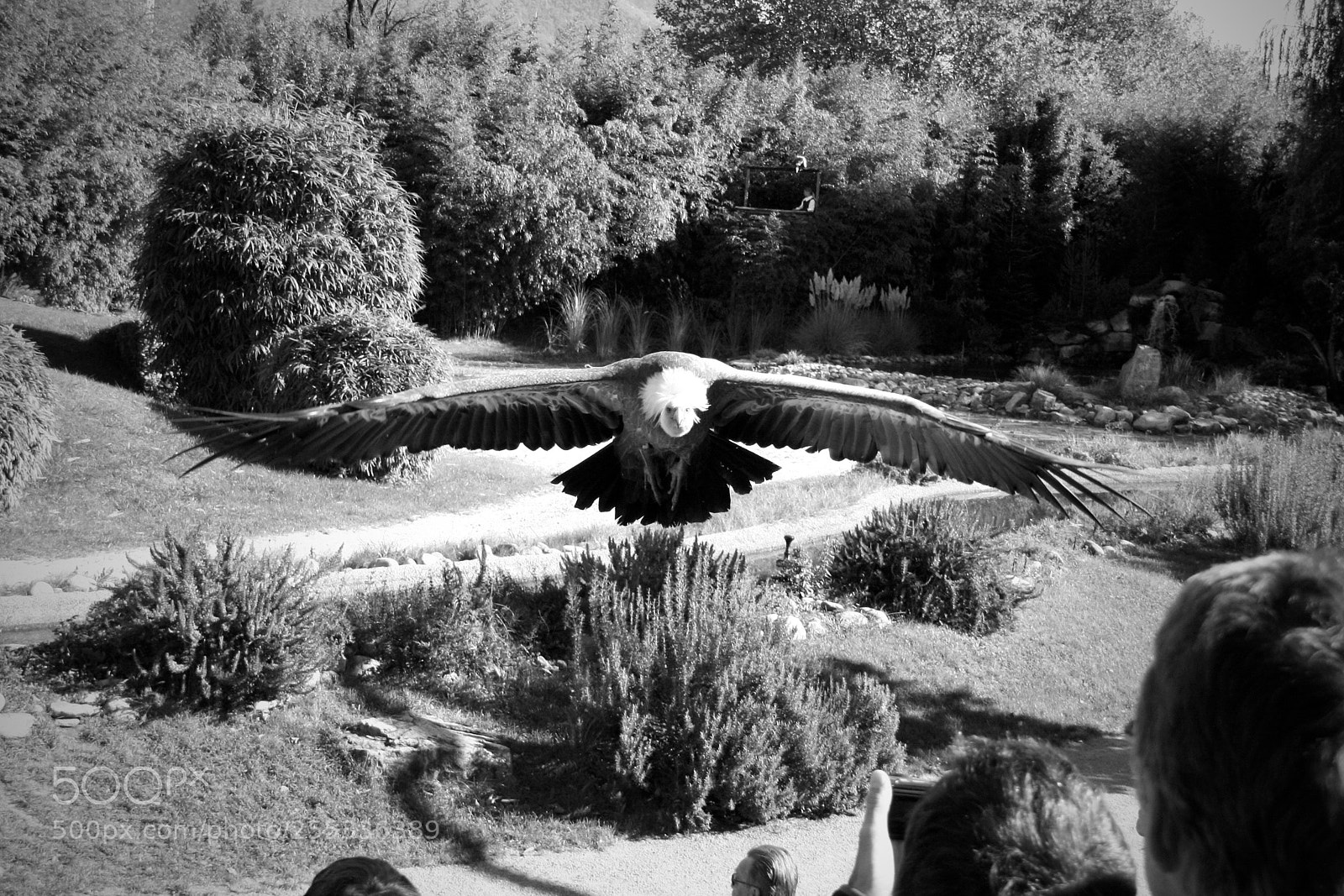 Canon EOS 400D (EOS Digital Rebel XTi / EOS Kiss Digital X) sample photo. Is a vulture culture? photography